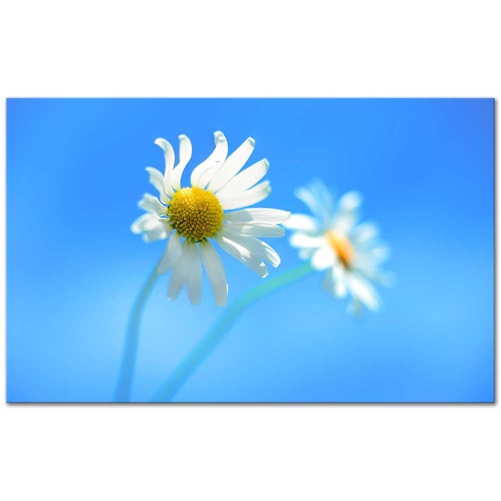 Daisies Swinging in the Wind as Art Print