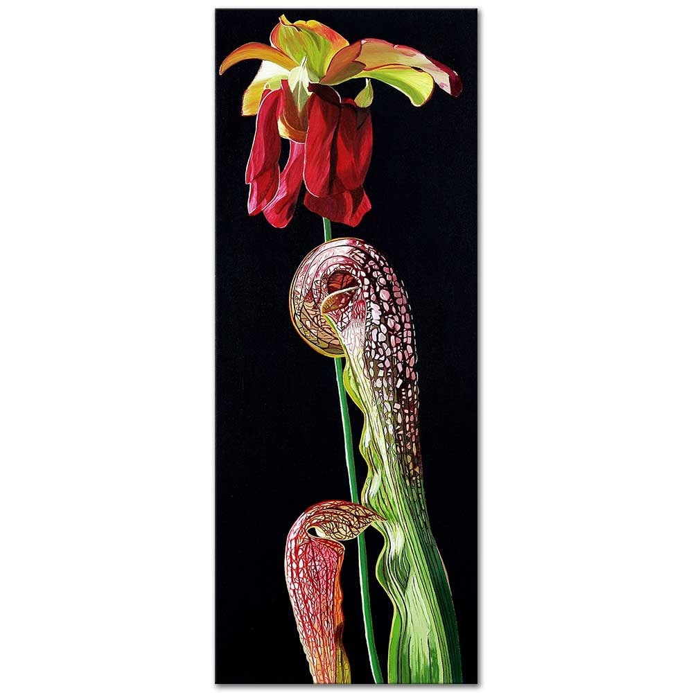 Darlingtonia Californica by Dagmar Göğdün as Fine Art Print
