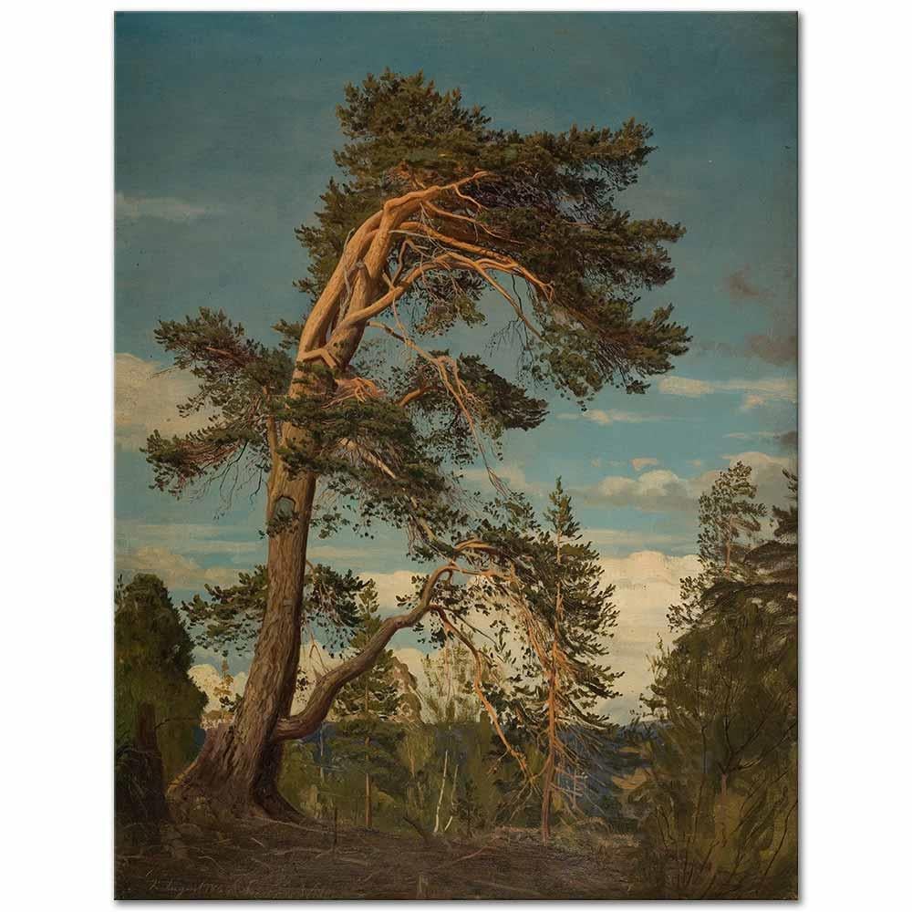 Amaldus Nielsen Setesdal Tepesindeki Yaşlı Çam Kanvas Tablo