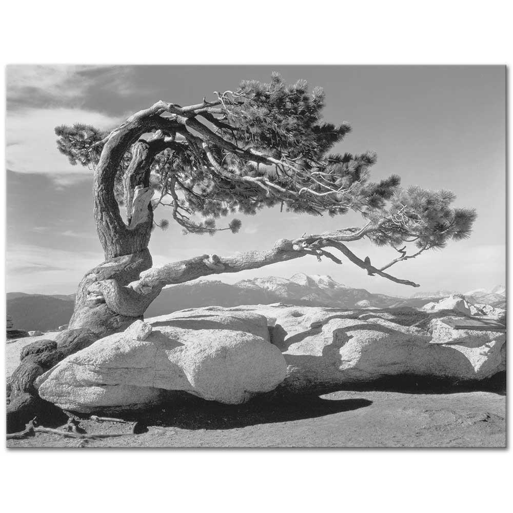 Ansel Adams Sentinel Tepesinde Çam Ağacı Yosemite Kanvas Tablo