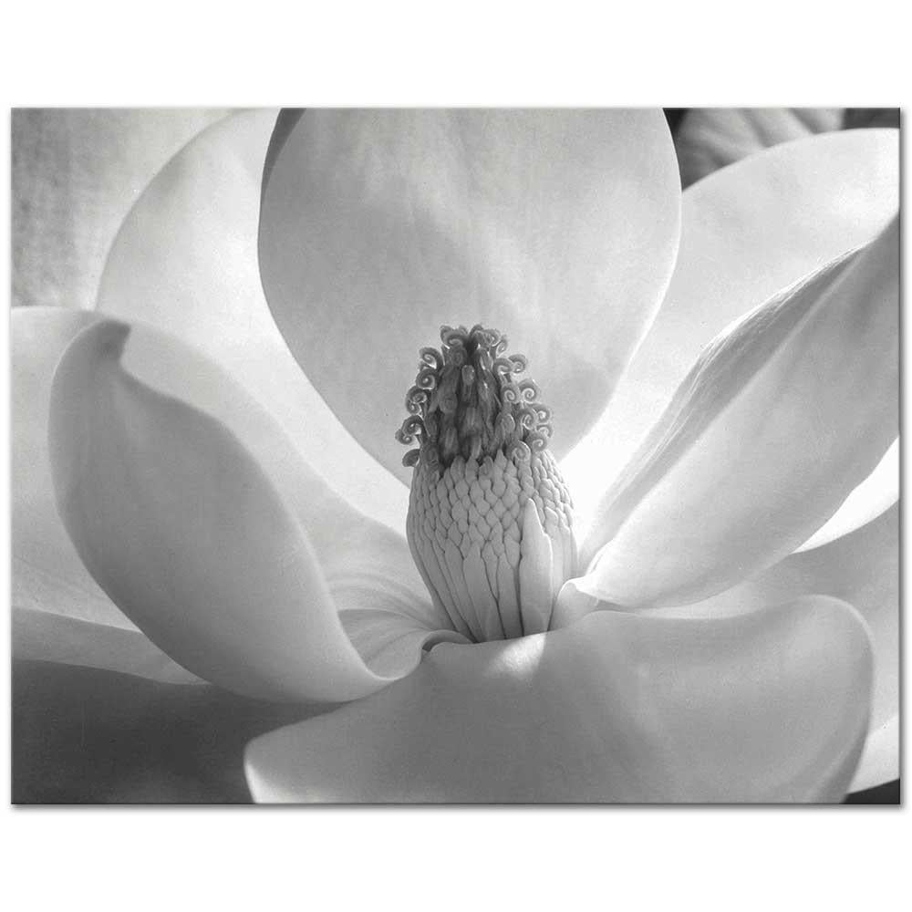 Magnolia Blossom by Imogen Cunningham as Art Print