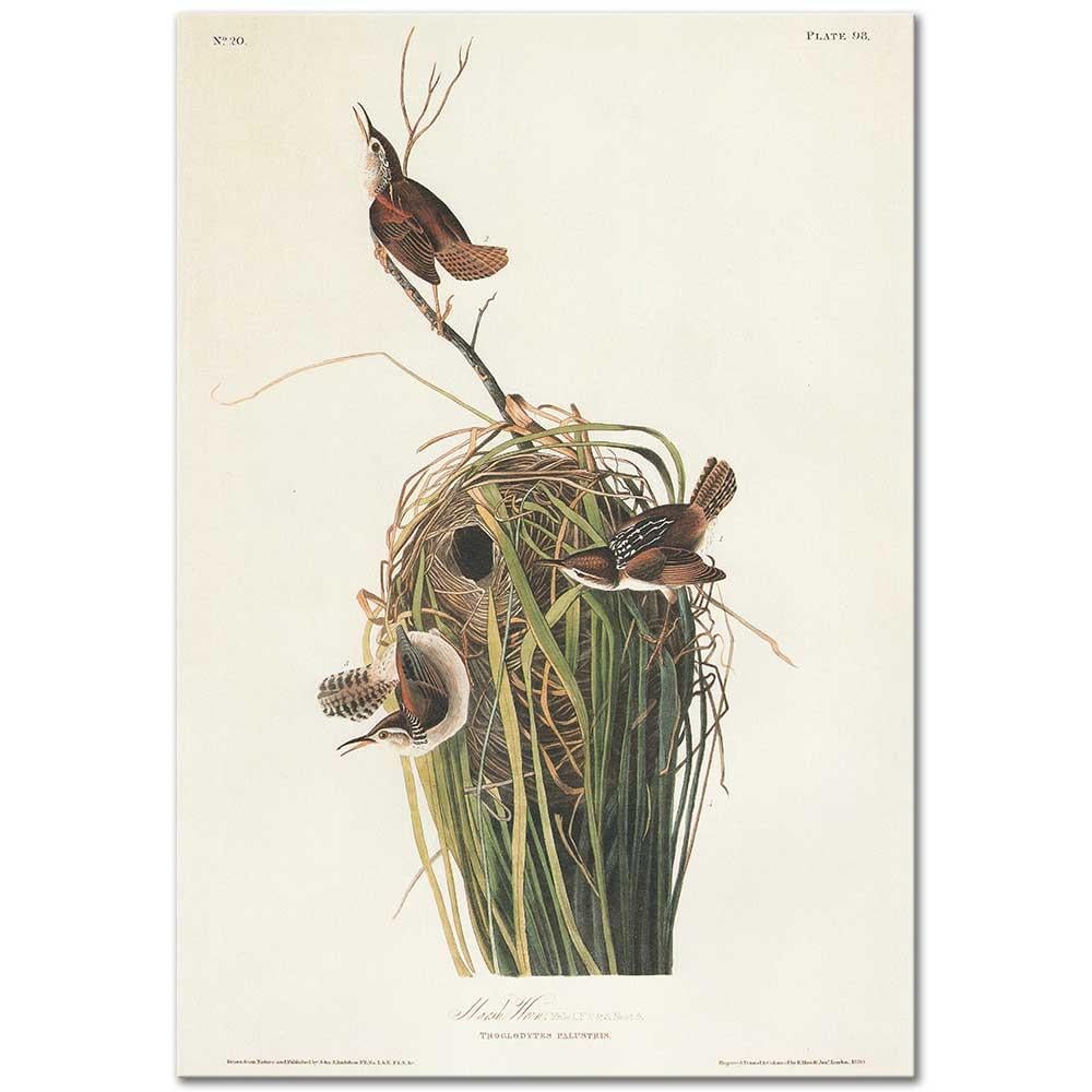 John James Audubon Çalıkuşu Kanvas Tablo