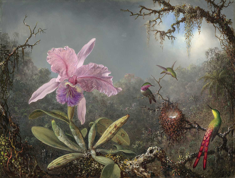 Martin Johnson Heade Cattleya Orchid And Three Hummingsbirds Art Print