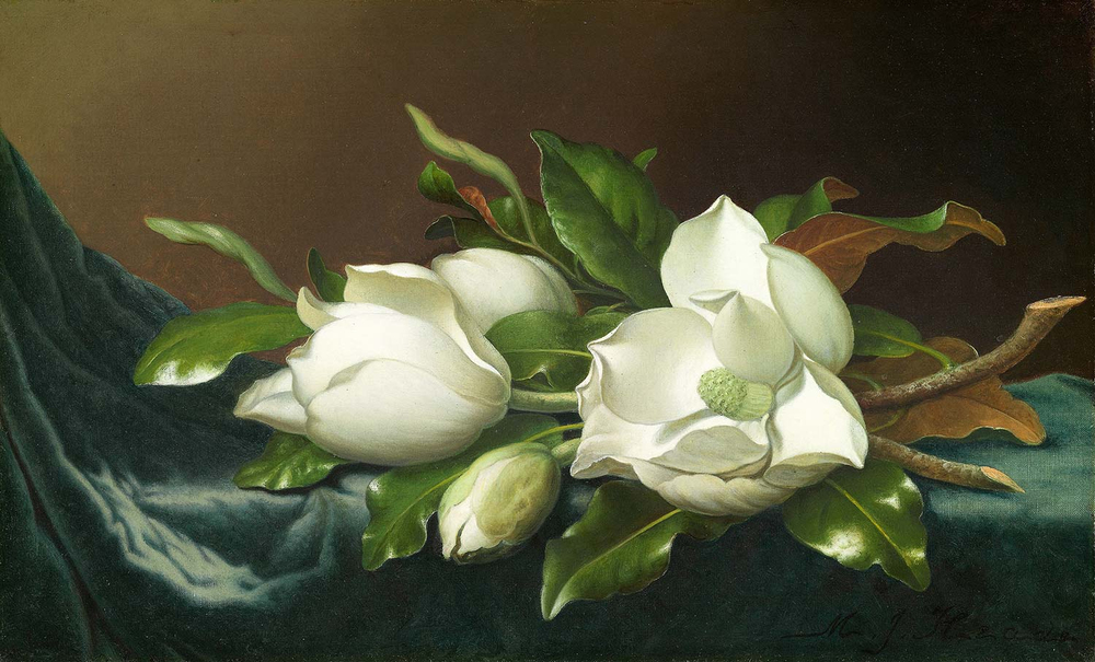 Martin Johnson Heade Magnolias On Light Blue Velvet Cloth Art Print