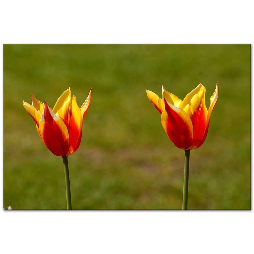 Mustafa Yılmaz Laleler Kanvas Tablo