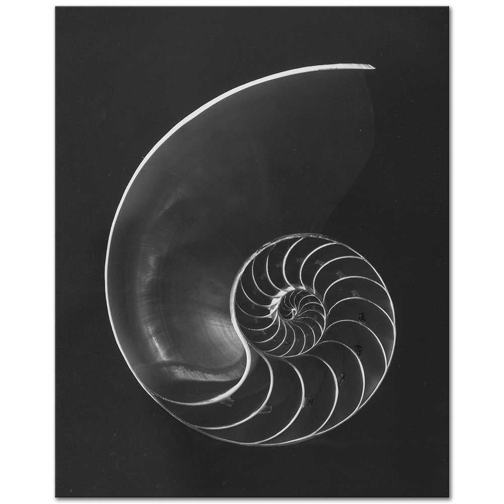 Andreas Feininger Nautilus Pompilius Kanvas Tablo