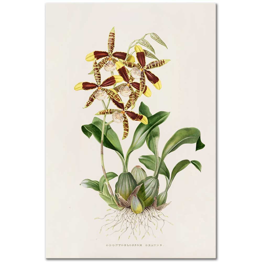 Odontoglossum Grande by James Bateman as Fine Art Print