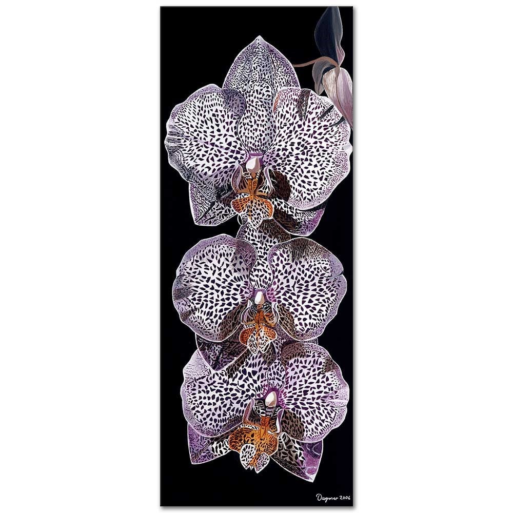 Phalaenopsis by Dagmar Göğdün as Fine Art Print