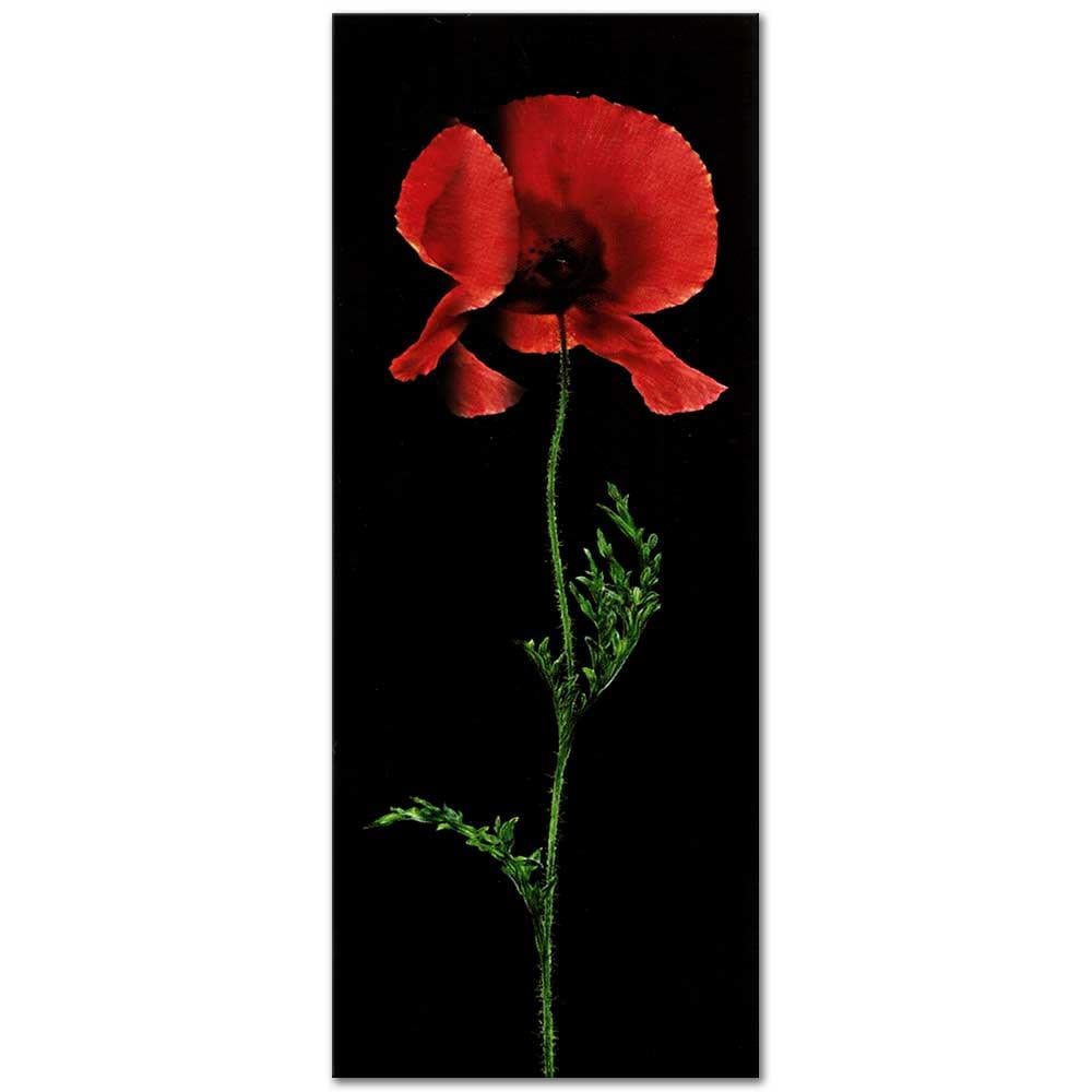 Red Poppy in Black as Art Print
