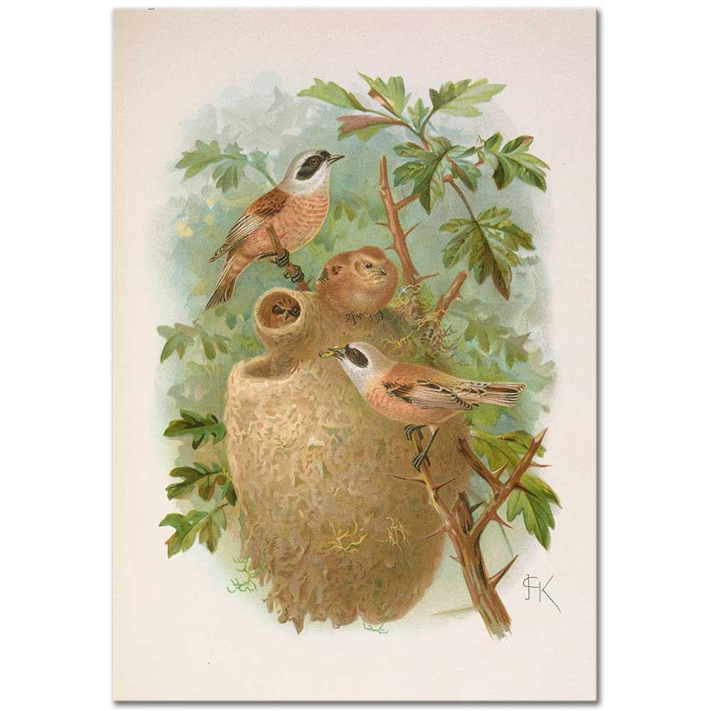 Johann Friedrich Naumann Remizus Pendulinus - Çulha Kuşu Kanvas Tablo