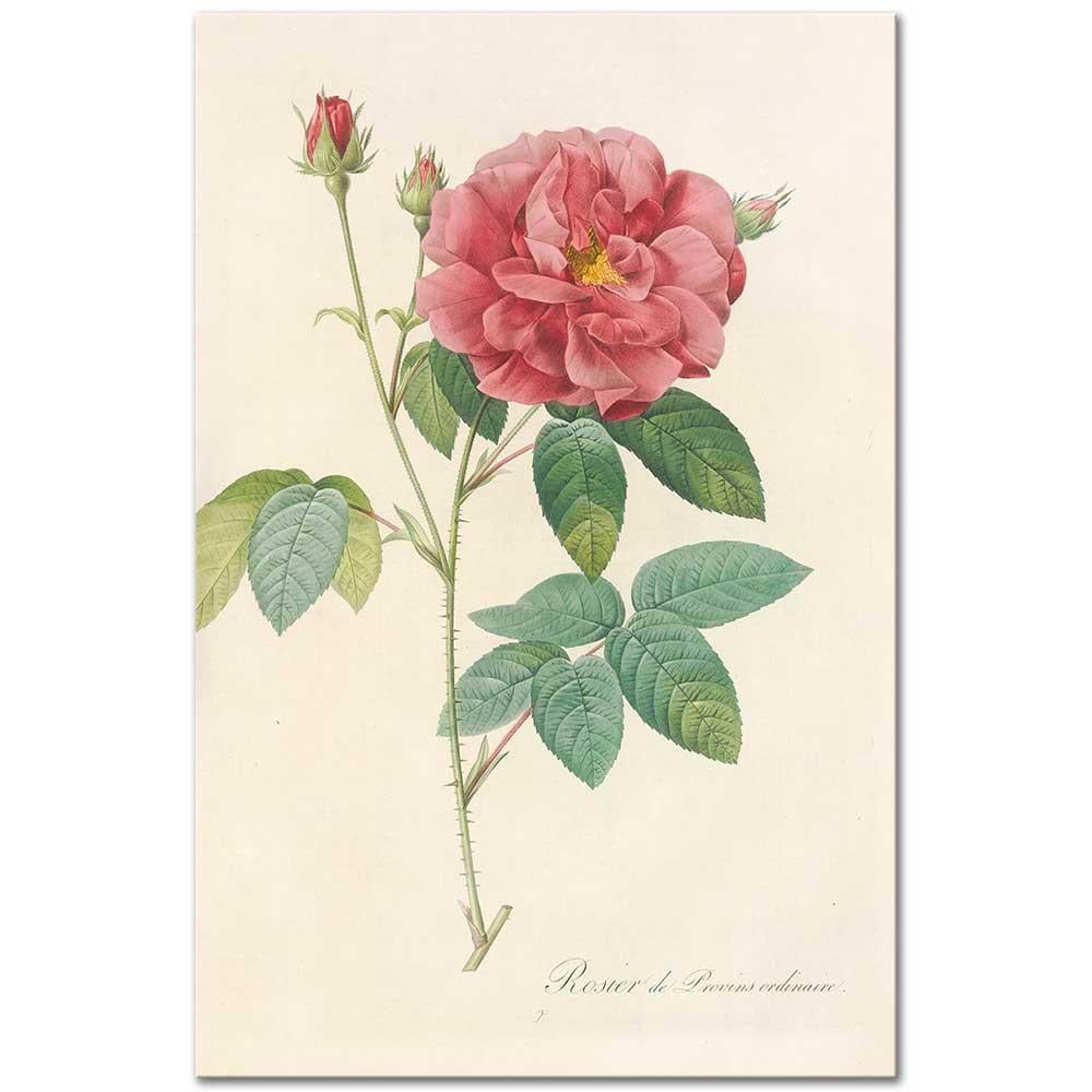 Pierre Joseph Redoute Kırmızı Frenk Gülü Kanvas Tablo