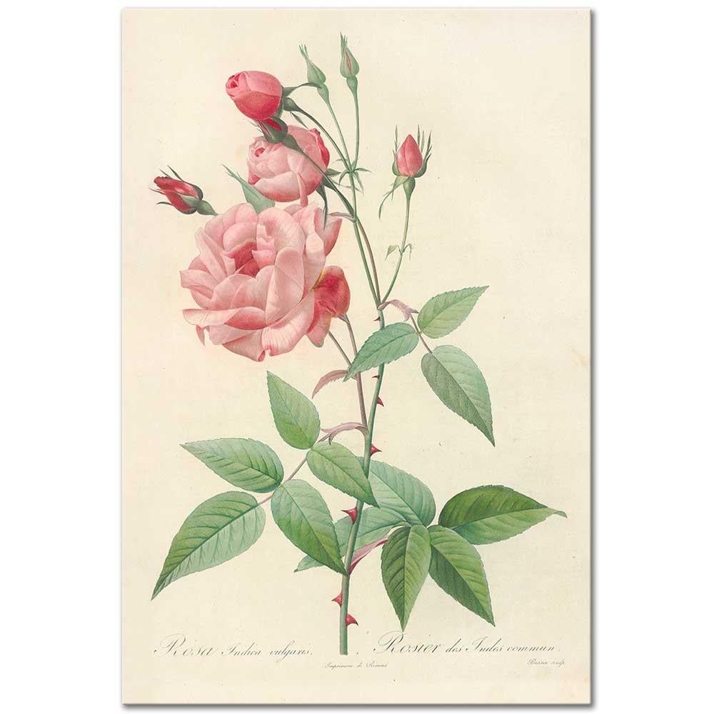 Pierre Joseph Redoute Çin Gülü (Rosa Indica Vulgaris) Kanvas Tablo 