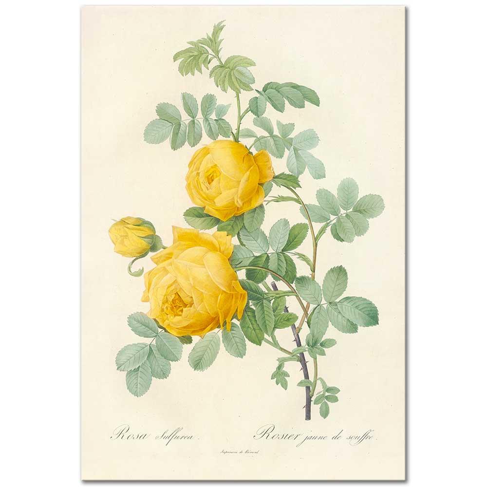 Pierre Joseph Redoute Sarı Kükürt Gülü (Rosa Sulfurea) Kanvas Tablo