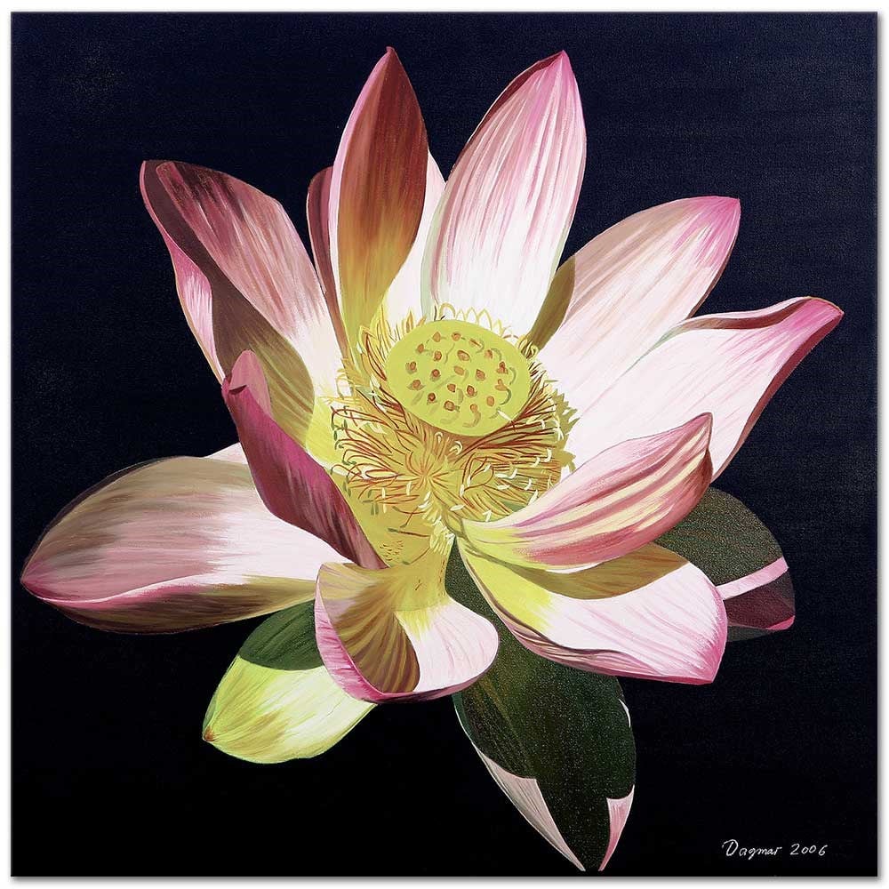 Sacred Lotus by Dagmar Göğdün as Fine Art Print