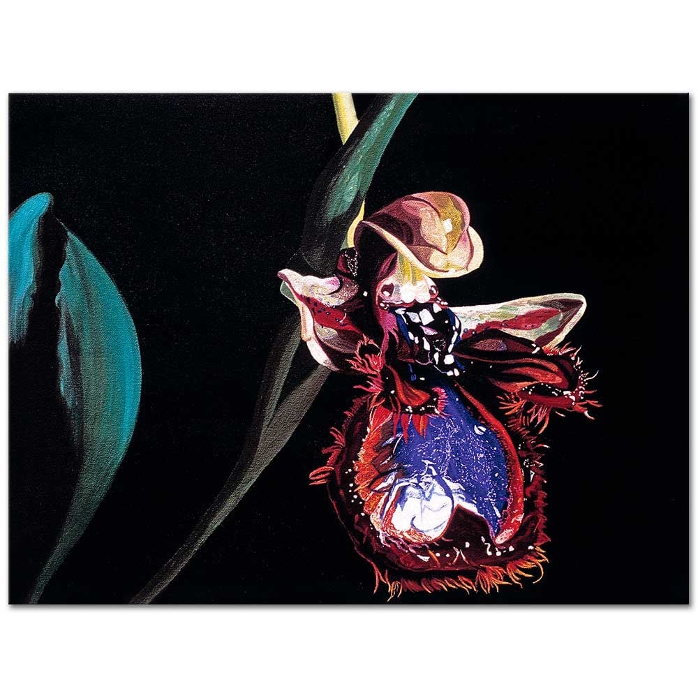 Slipper Orchid (Cypripedioideae) by Dagmar Göğdün as Fine Art Print