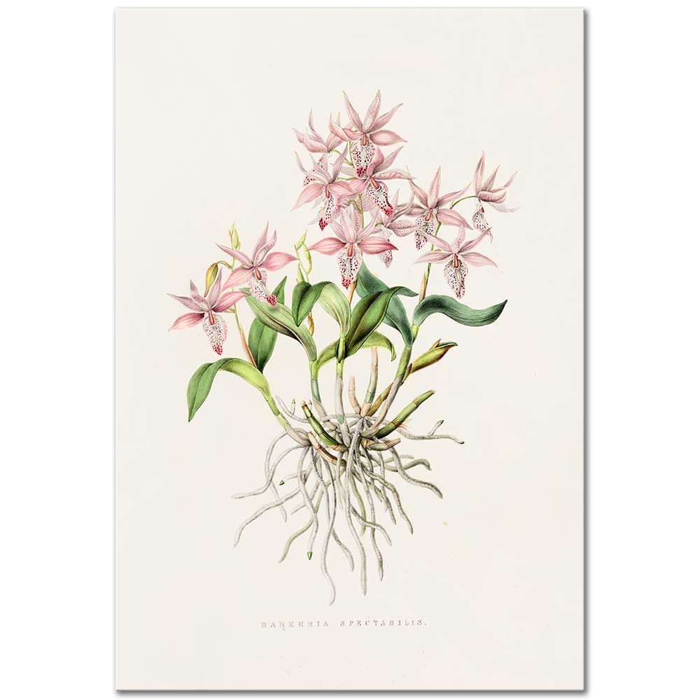 The Orchidaceae of Mexico and Guatemala Bakteria Spectabilis by James Bateman as Fine Art Print