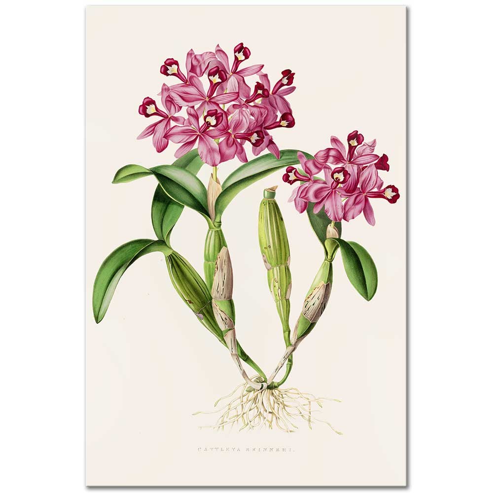 The Orchidaceae of Mexico and Guatemala Cattleya Skinneri by James Bateman as Fine Art Print