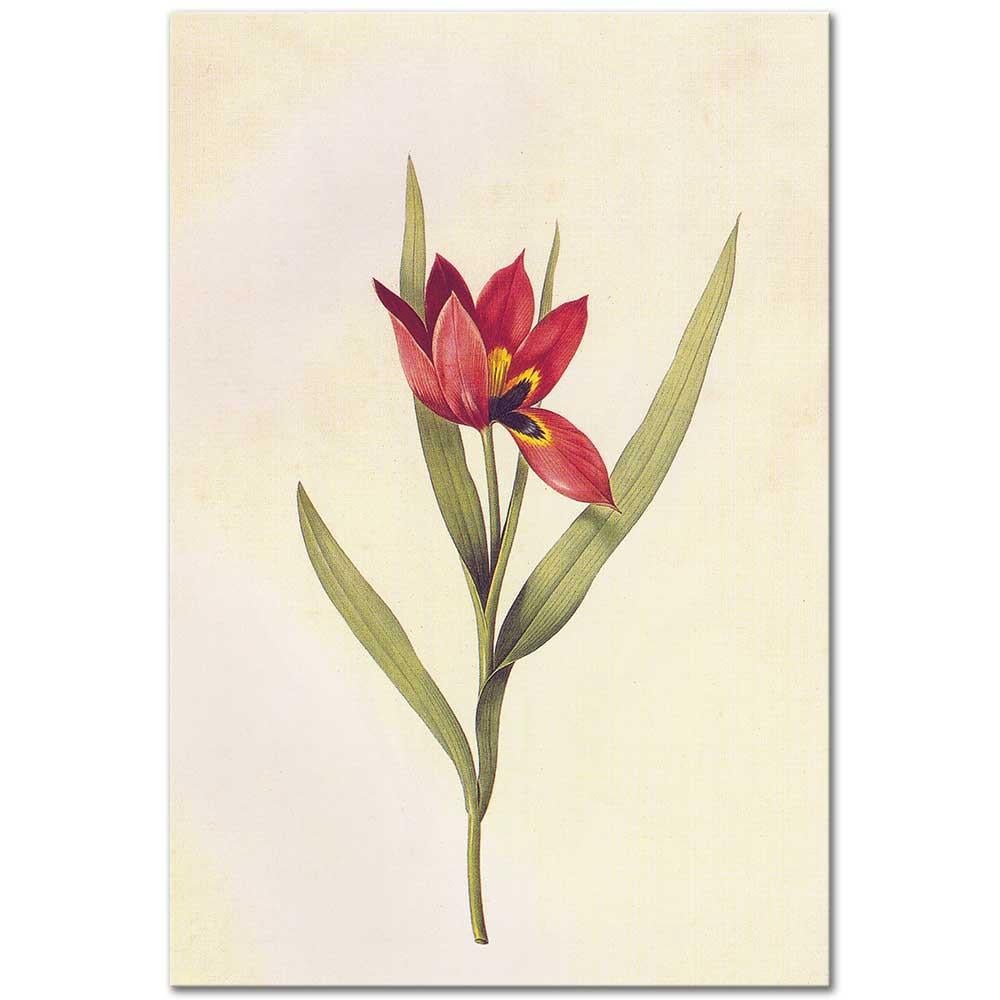 Pierre Joseph Redoute Kaba Lale (Tulipa Agenensis) Kanvas Tablo
