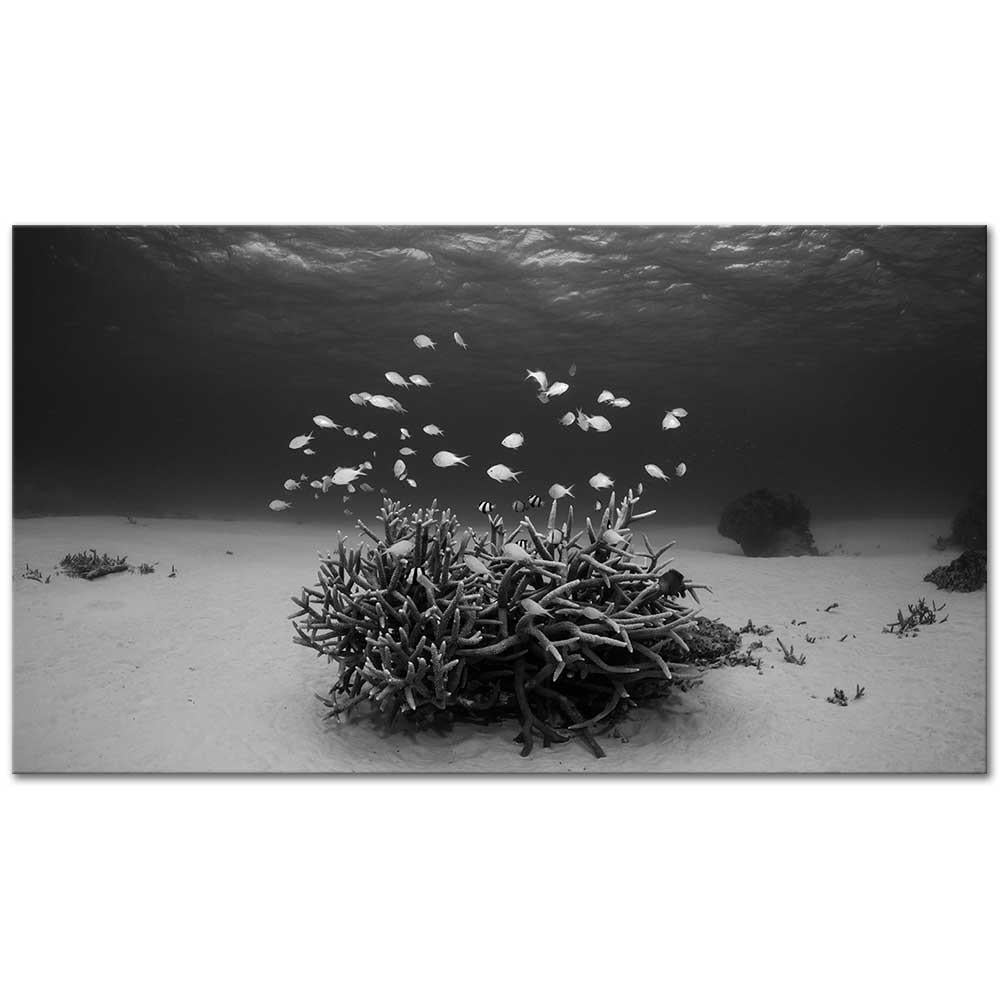 Deniz Dibi Kanvas Tablo