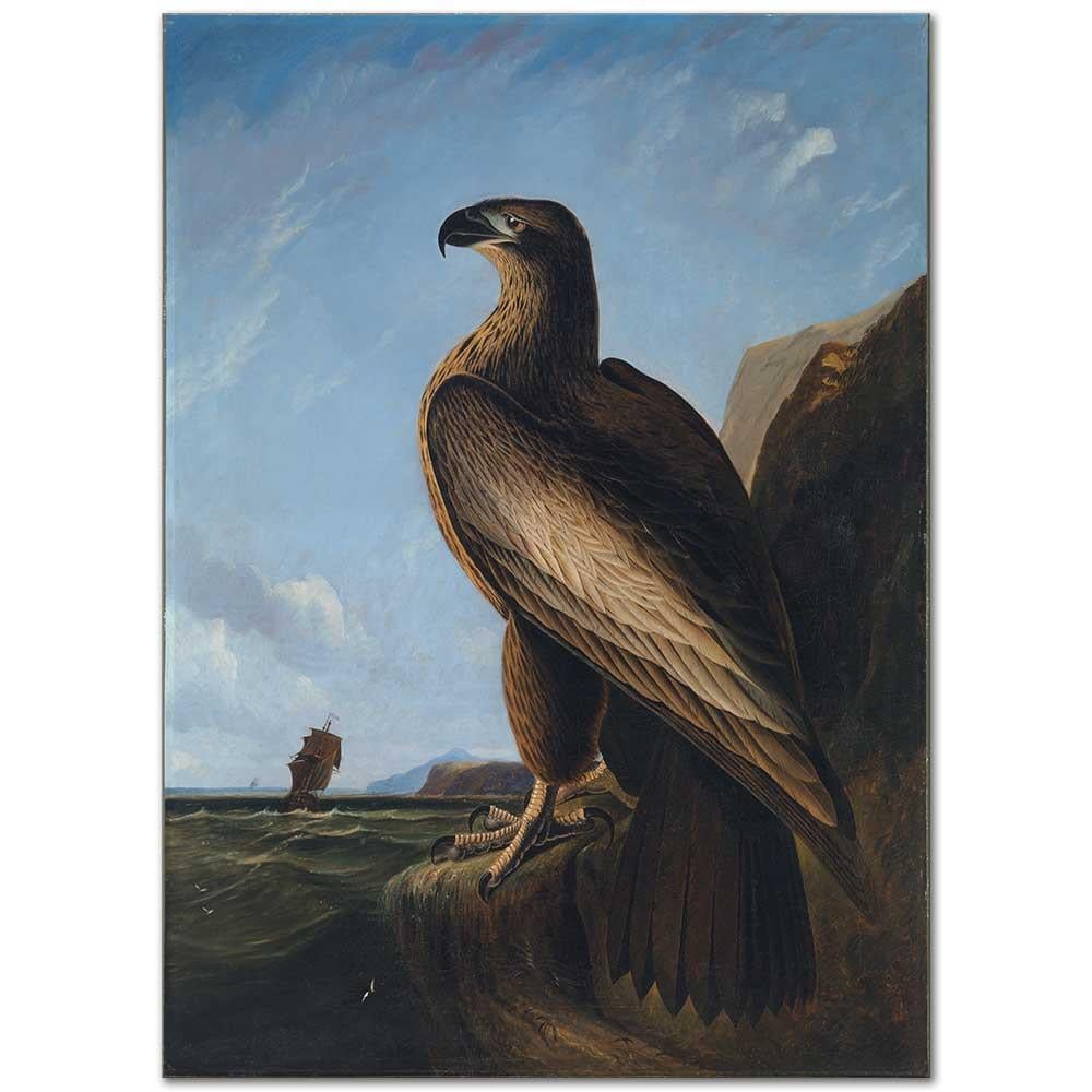 John James Audubon Washington Deniz Kartalı Kanvas Tablo