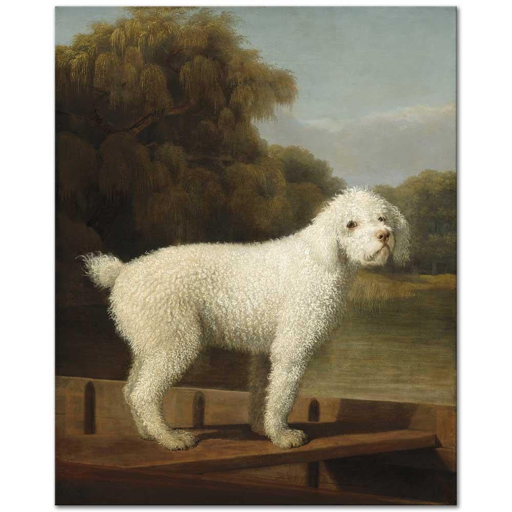 George Stubbs Beyaz Kaniş Kanvas Tablo