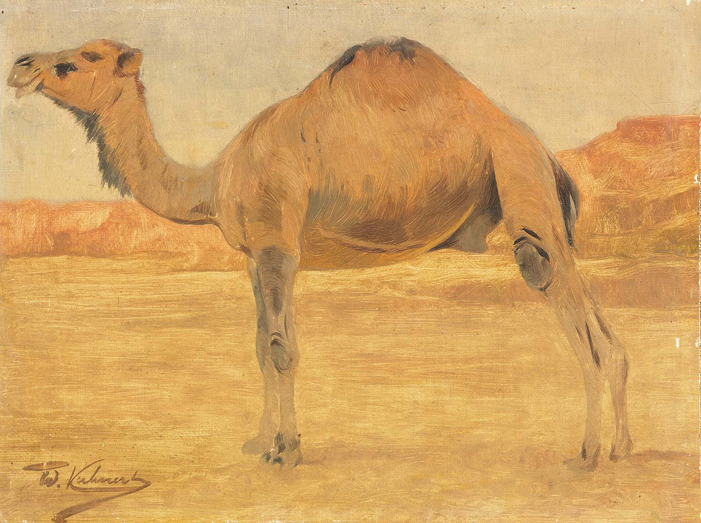 Wilhelm Kuhnert Dromedary Art Print