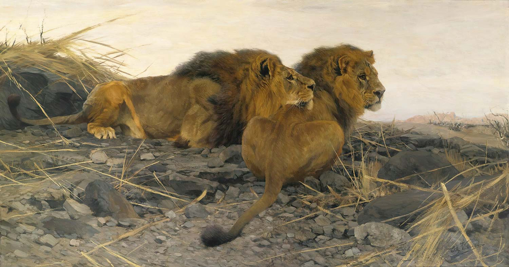 Wilhelm Kuhnert Lions At Watch Art Print