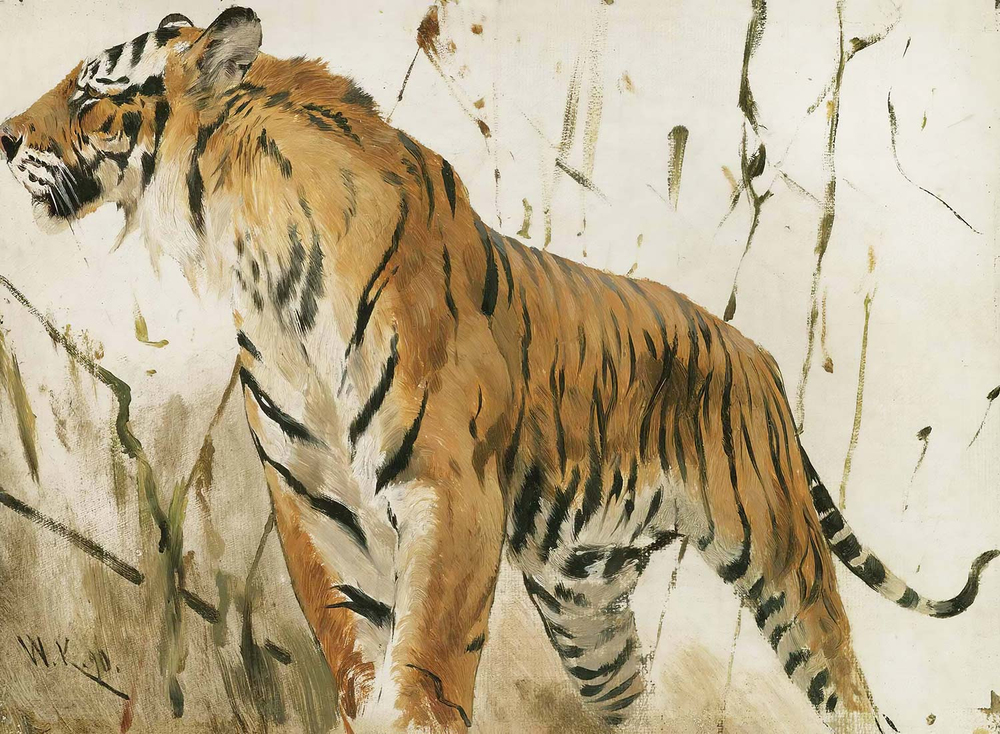Wilhelm Kuhnert Study Of A Tiger Art Print