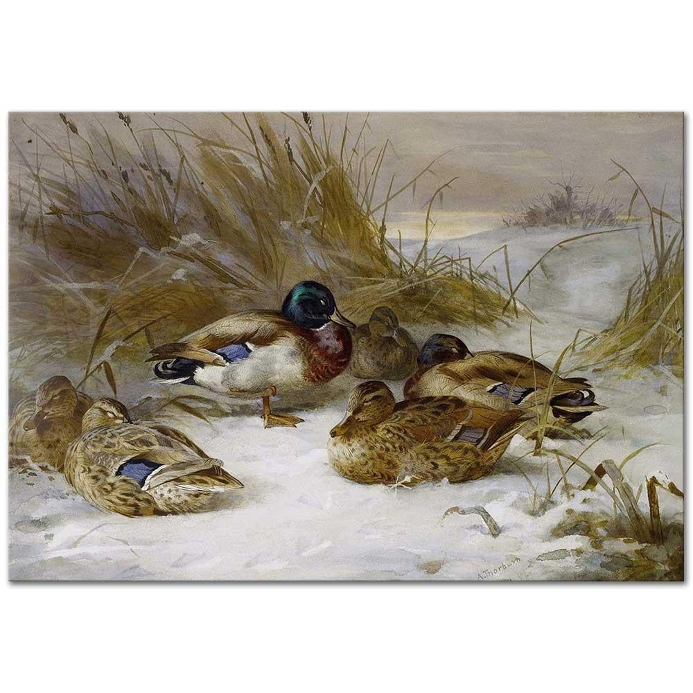 Archibald Thorburn Kış Manzarasında Yeşilbaşlı Ördekler Kanvas Tablo