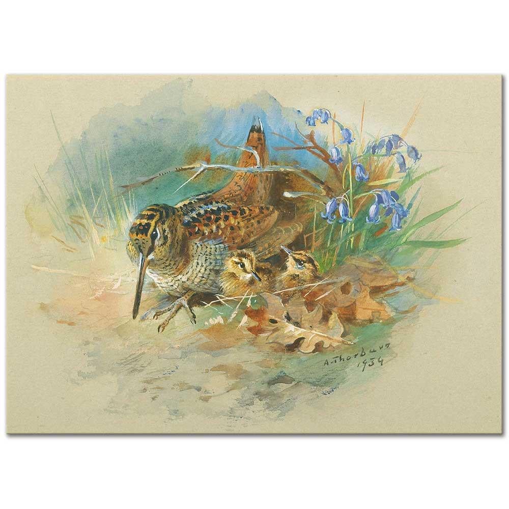 Archibald Thorburn Çulluk ve Yavrusu Kanvas Tablo