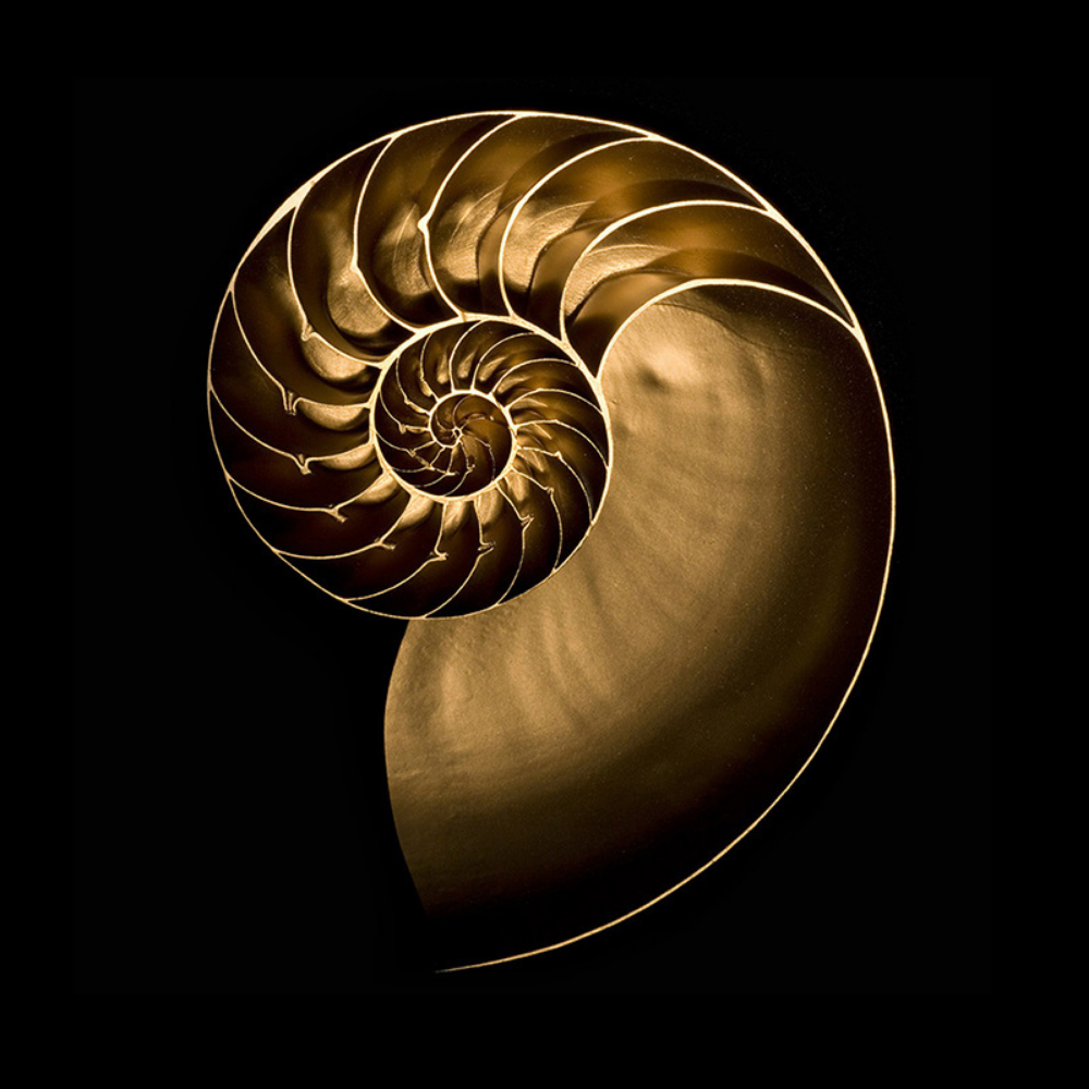 Vivid Audio GIYA G1 Spirit Kule Hoparlör