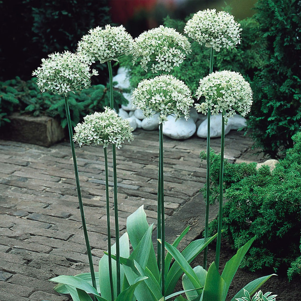 18-0029  ALLIUM BUSH 56 CM.
