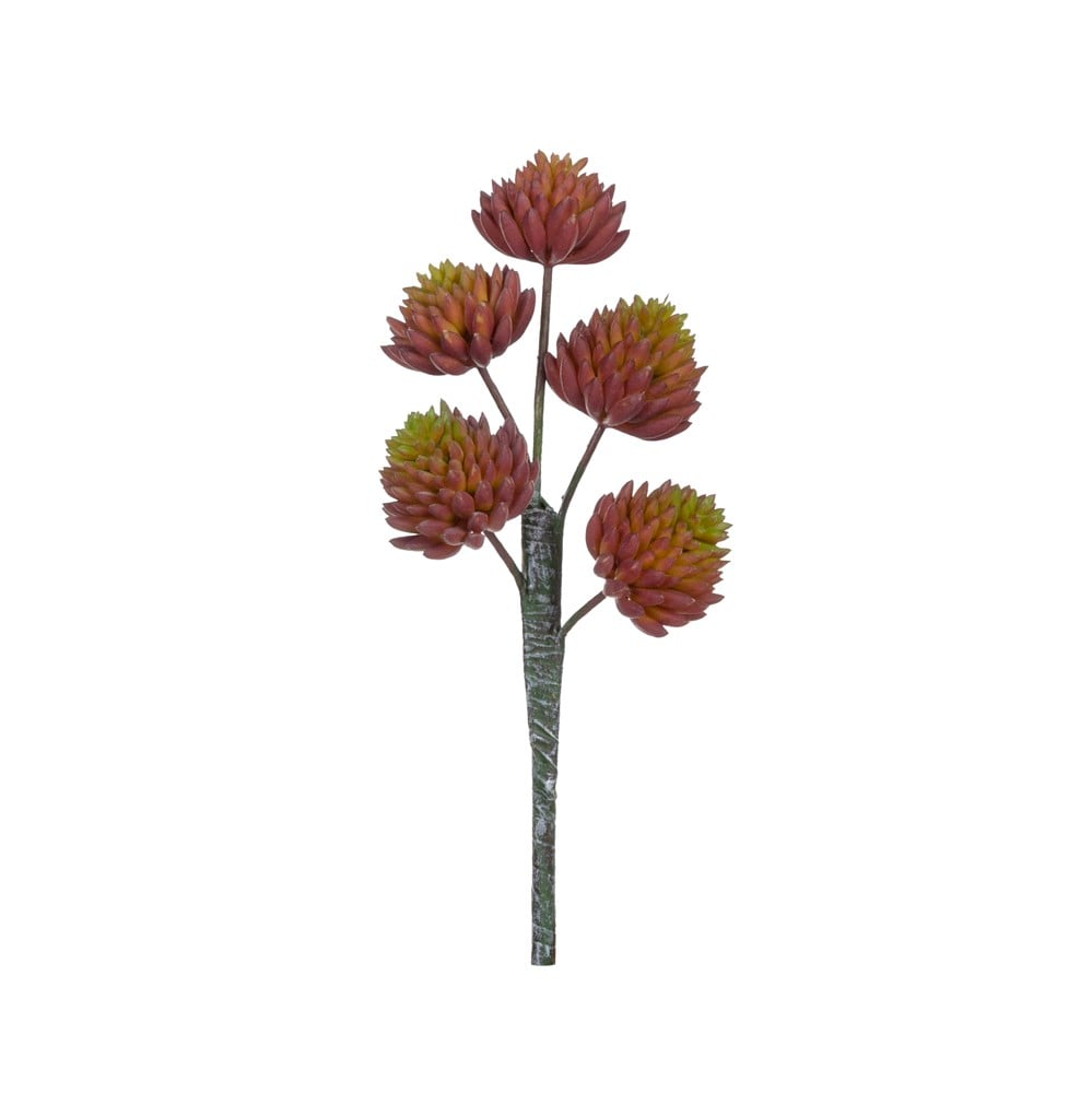 272-1202BU ECHEVERIA PICK 20 CM