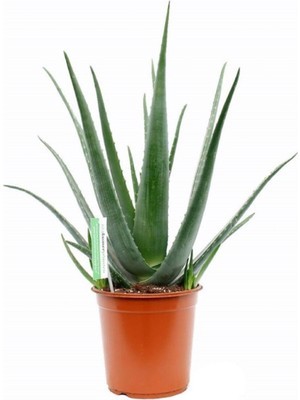 272-1212LTGR  ALOE VERA PICK 43 CM.