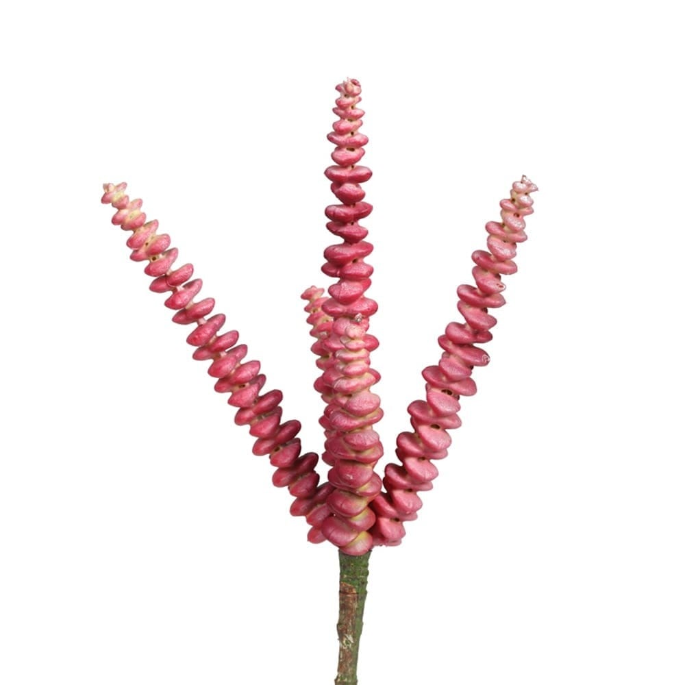 272-845GR  ECHEVERIA PICK 25