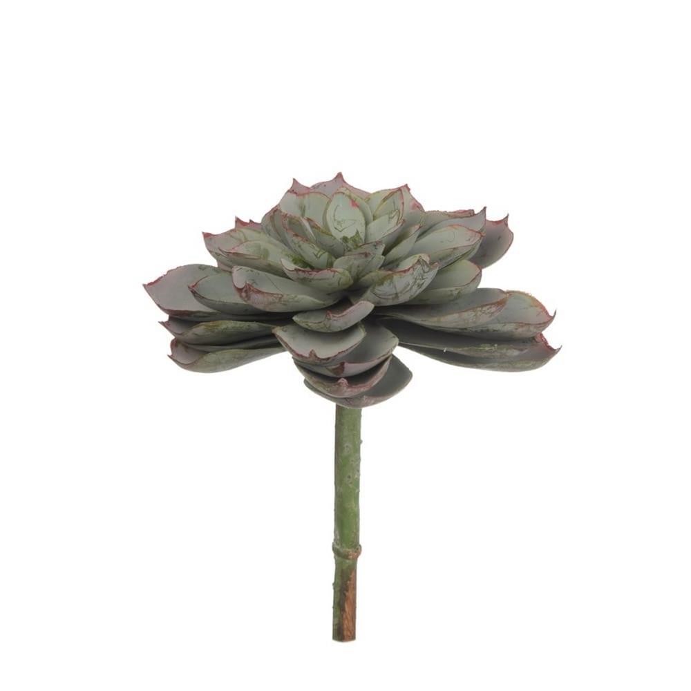 KUK 272-1113  ECHEVERİA PİCK 15 CM.