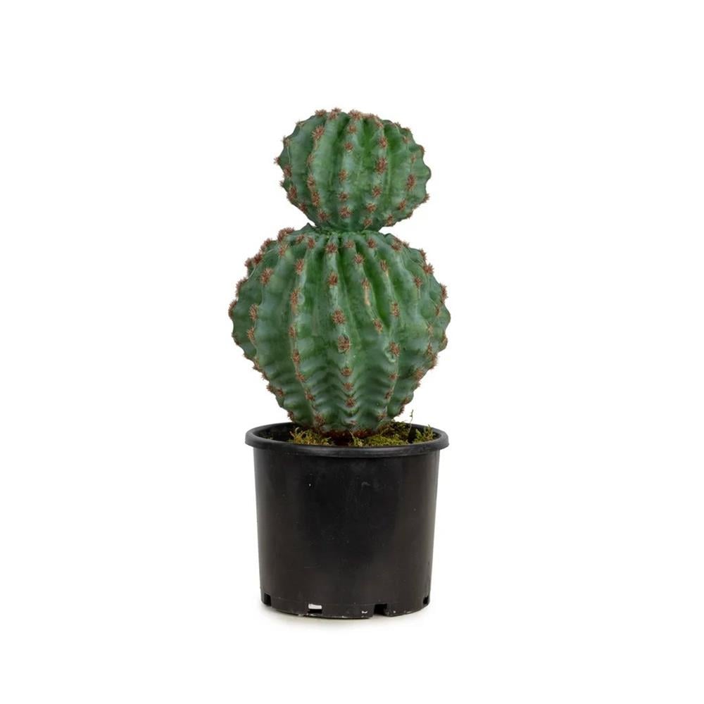 KUK 272-1222  CACTUS BALL PİCK 46 CM