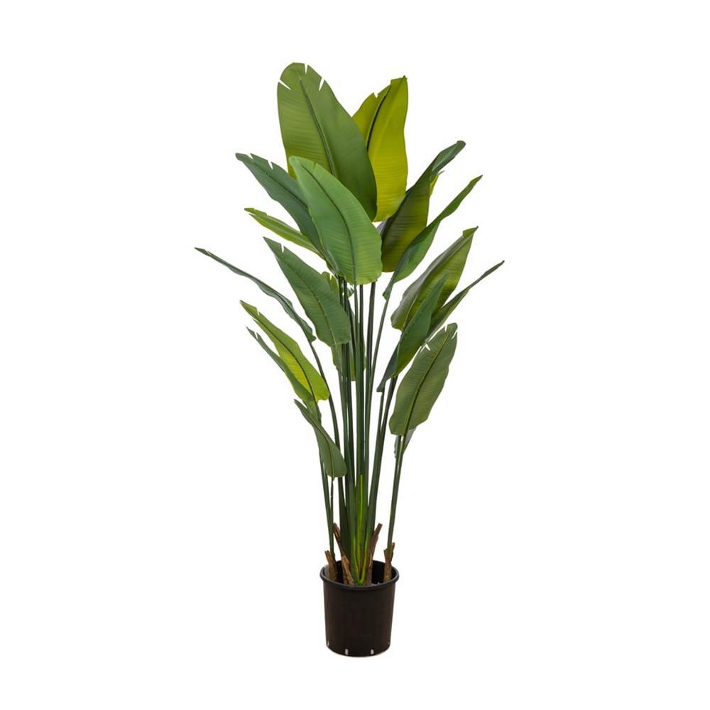 KUK 46-0233 STRELİTZİA TREE 180 CM.