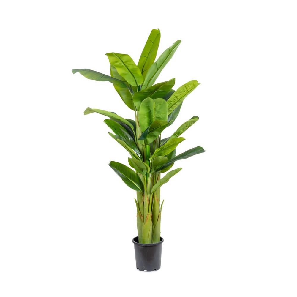 KUK 46-0254 BANANA TREE 160 CM.