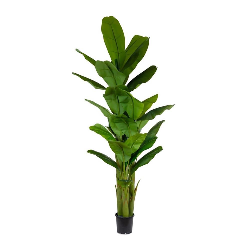 KUK 46-0255 BANANA TREE 230 CM