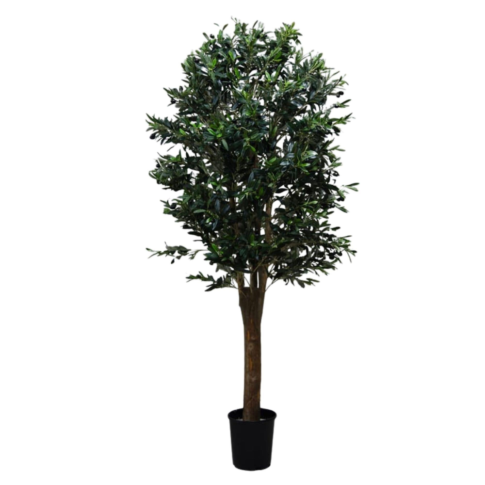HK - Zeytin Ağacı 160 Cm