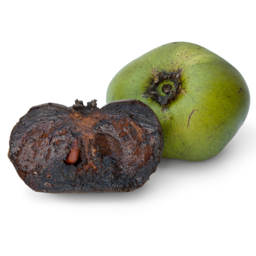 Çikolata Meyvesi 1 Adet