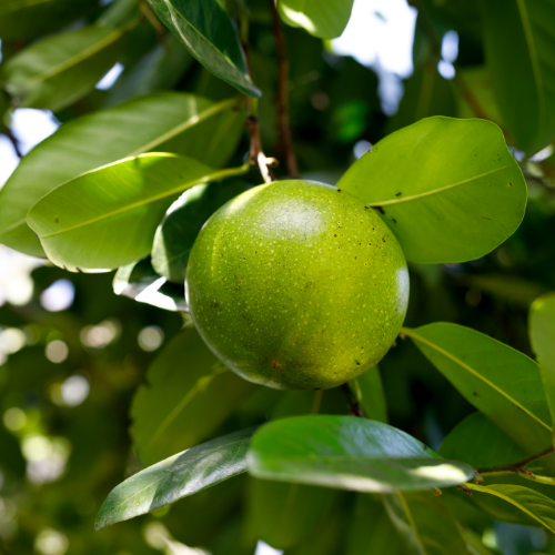 Çikolata Meyvesi 1 Adet