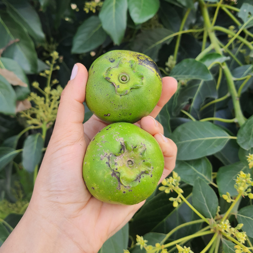 Çikolata Meyvesi 2 Adet