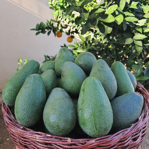 Fuerte Avokado Büyük Boy 1 Kilo