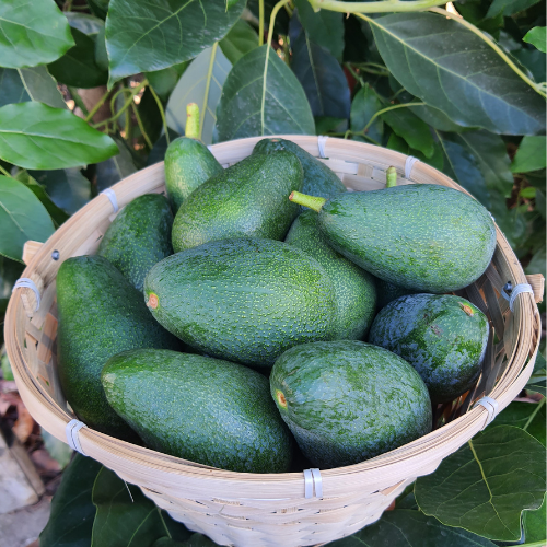 Fuerte Avokado Küçük Boy 1 Kilo