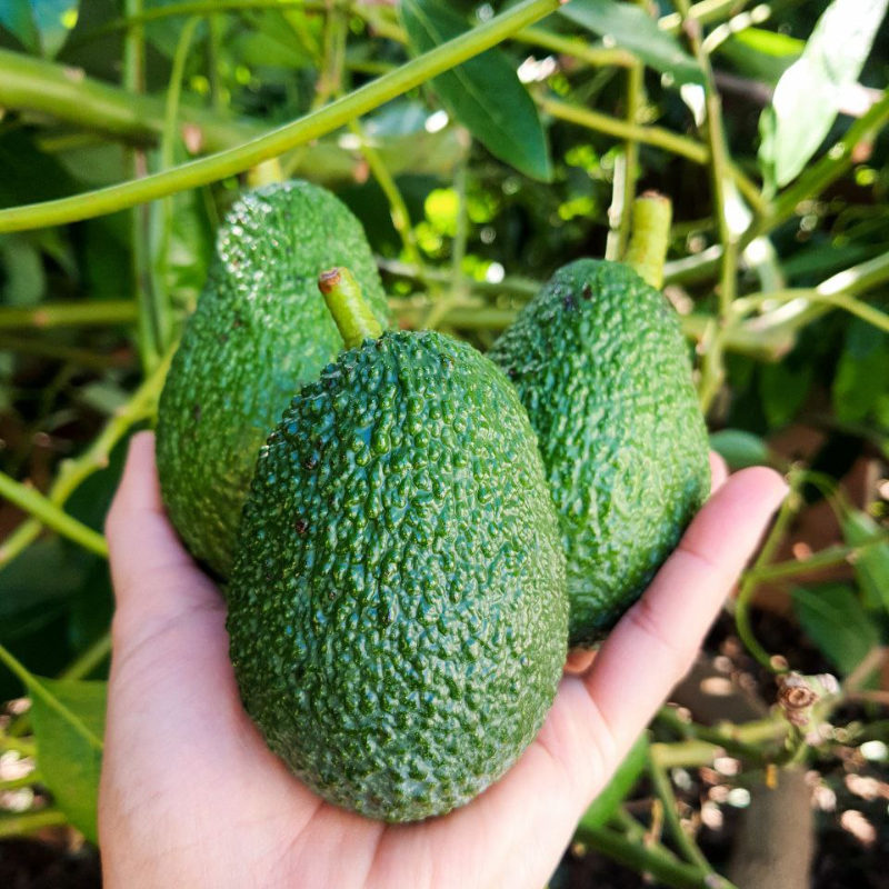 HASS AVOKADO 150 GR ÜSTÜ - 1 ADET