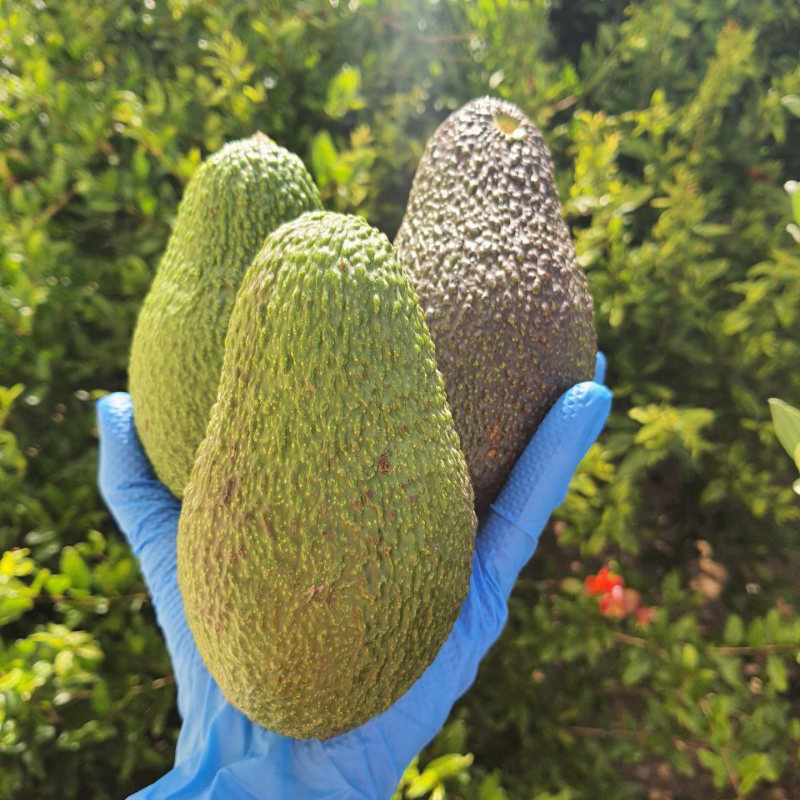 HASS AVOKADO 190 GR ÜSTÜ - 1 ADET