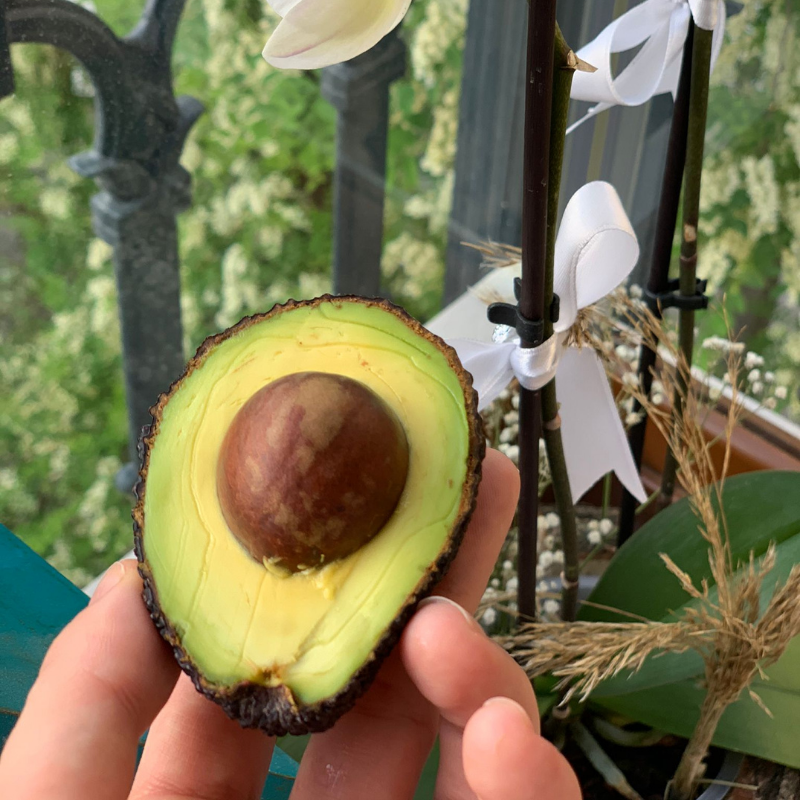 HASS AVOKADO KÜÇÜK BOY 1 KİLO