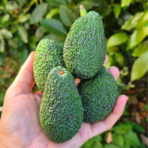 MİNİ HASS AVOKADO - 1 KİLO